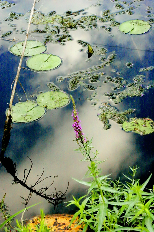 lake plant � Dave Hickey (hicspix)